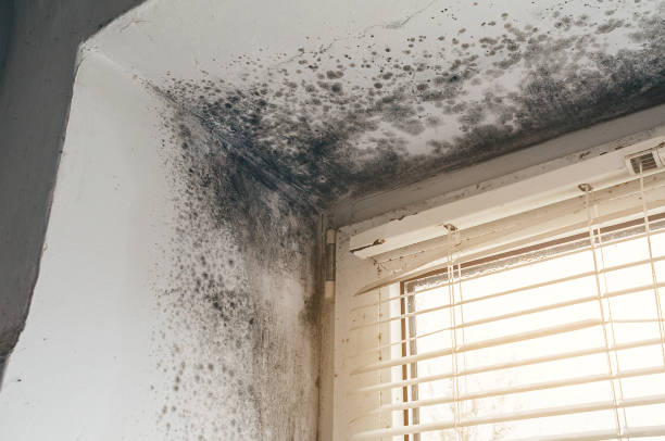 Affordable Mold Cleanup solutions in Garysburg, NC